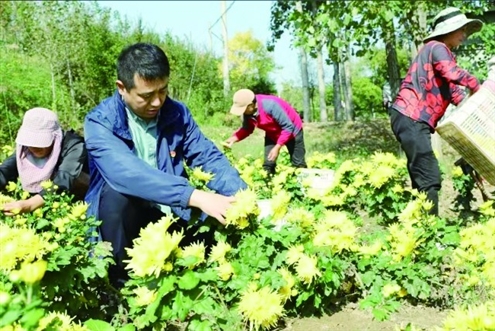 “菊花书记”叶敦强查看菊花长势